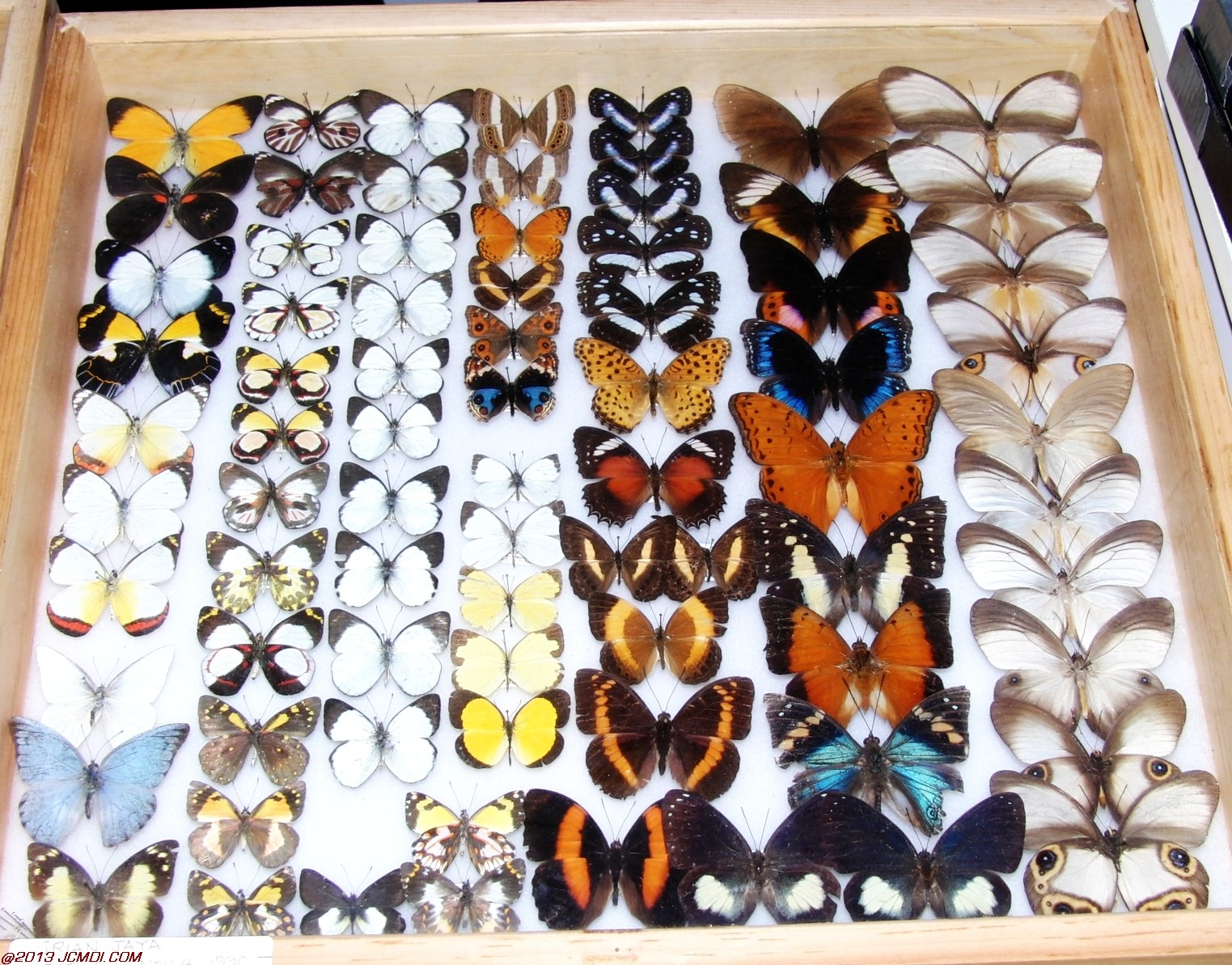 Case of vaious species
